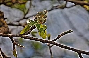 Pear Shoots.jpg